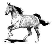 CABALLO. Dibujo de Ex Libris personal