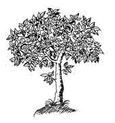 LAUREL. Es un árbol de hoja perenne, se refiere al simbolismo de la inmortalidad. Por eso sus hojas sirven para coronar a los héroes y a los sabios